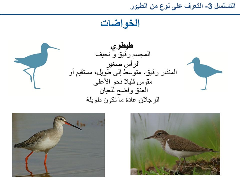 الخواضات طيطوي التسلسل 3- التعرف على نوع من الطيور المجسم رقيق و نحيف