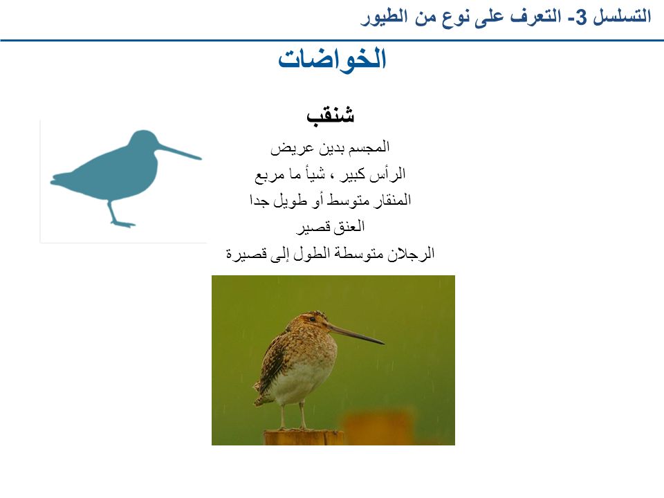 الخواضات شنقب التسلسل 3- التعرف على نوع من الطيور المجسم بدين عريض
