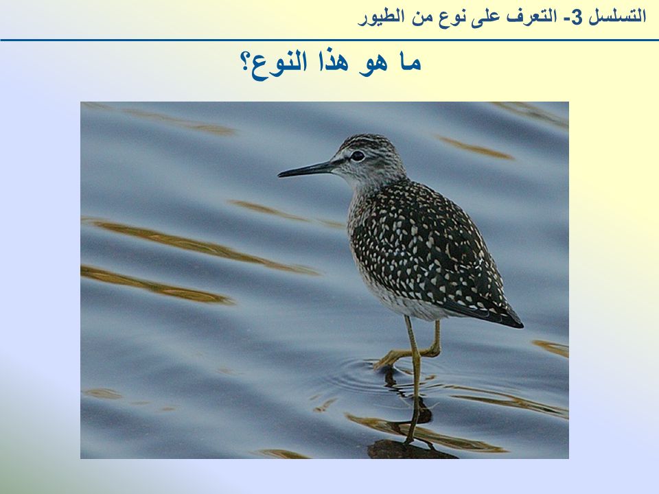 ما هو هذا النوع؟ التسلسل 3- التعرف على نوع من الطيور