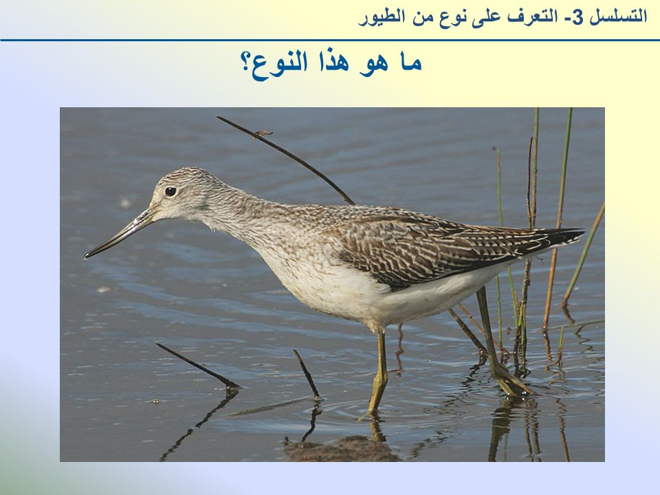 ما هو هذا النوع؟ التسلسل 3- التعرف على نوع من الطيور