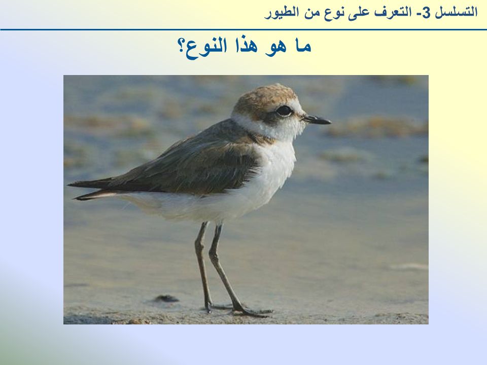 ما هو هذا النوع؟ التسلسل 3- التعرف على نوع من الطيور