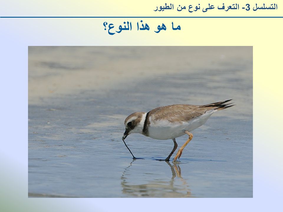ما هو هذا النوع؟ التسلسل 3- التعرف على نوع من الطيور