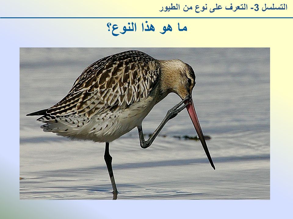 ما هو هذا النوع؟ التسلسل 3- التعرف على نوع من الطيور