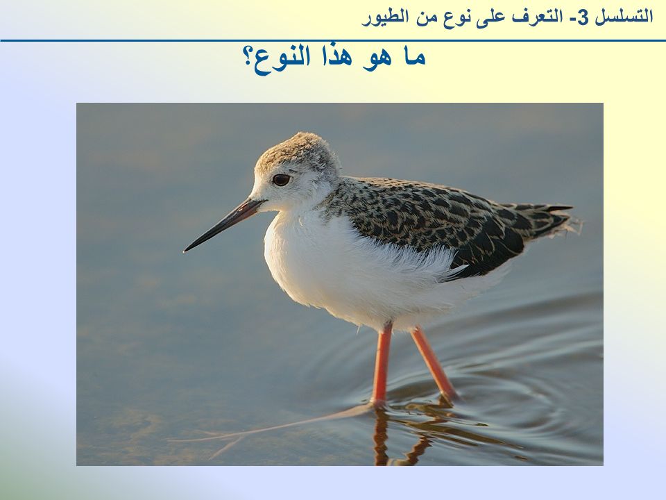 ما هو هذا النوع؟ التسلسل 3- التعرف على نوع من الطيور