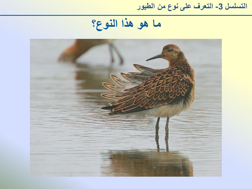ما هو هذا النوع؟ التسلسل 3- التعرف على نوع من الطيور