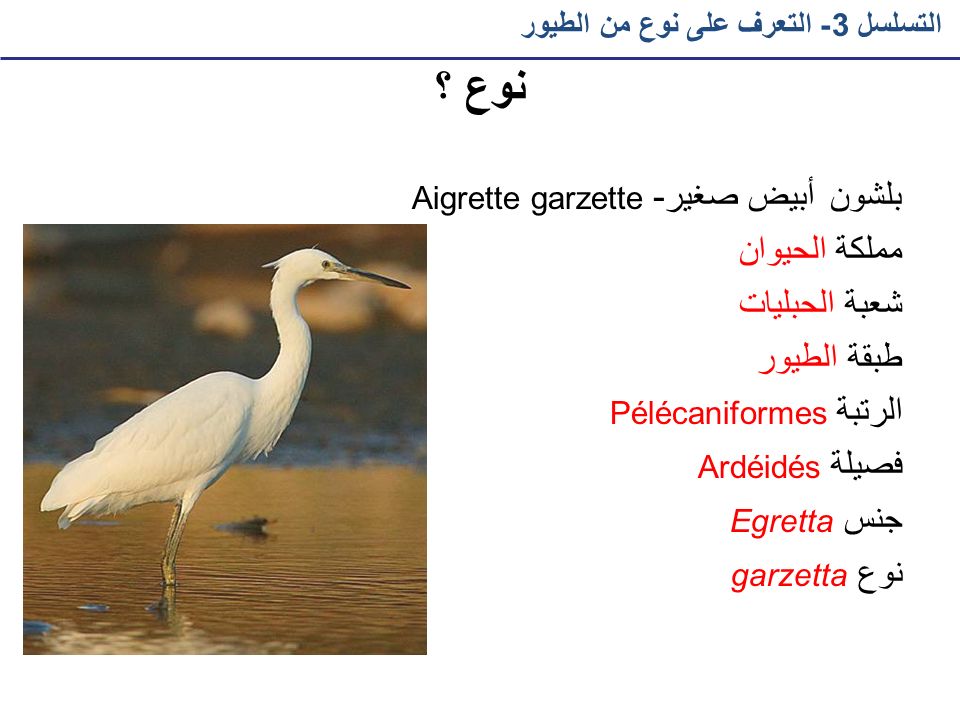 نوع ؟ مملكة الحيوان شعبة الحبليات طبقة الطيور الرتبة Pélécaniformes