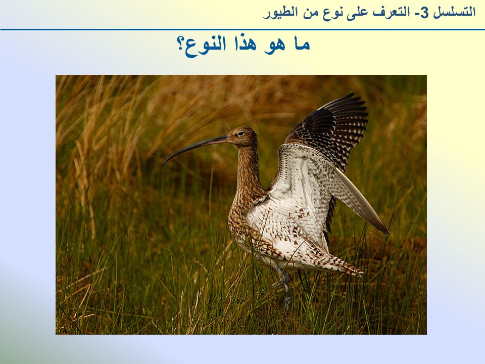 ما هو هذا النوع؟ التسلسل 3- التعرف على نوع من الطيور