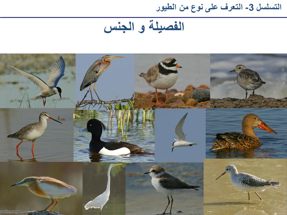 الفصيلة و الجنس التسلسل 3- التعرف على نوع من الطيور