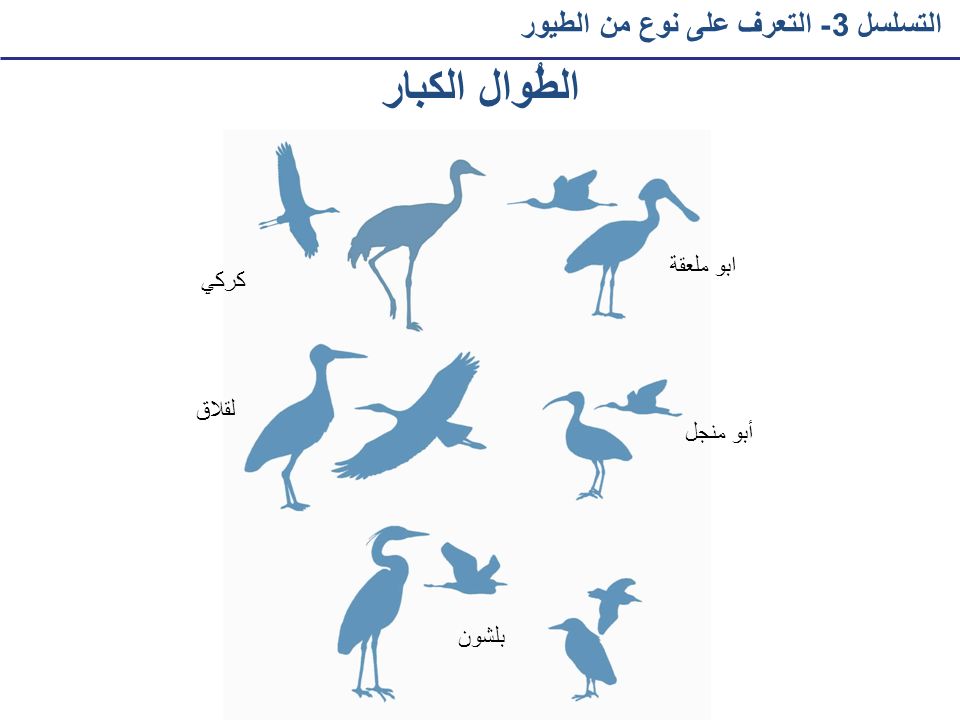 الطُوال الكبار التسلسل 3- التعرف على نوع من الطيور ابو ملعقة كركي