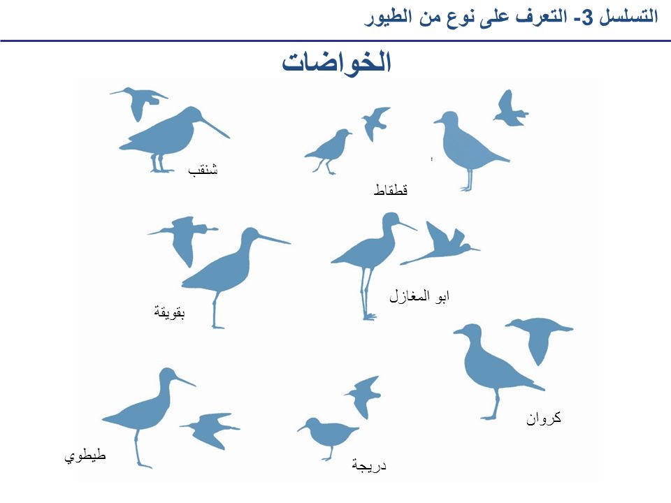 الخواضات التسلسل 3- التعرف على نوع من الطيور شنقب قطقاط ابو المغازل