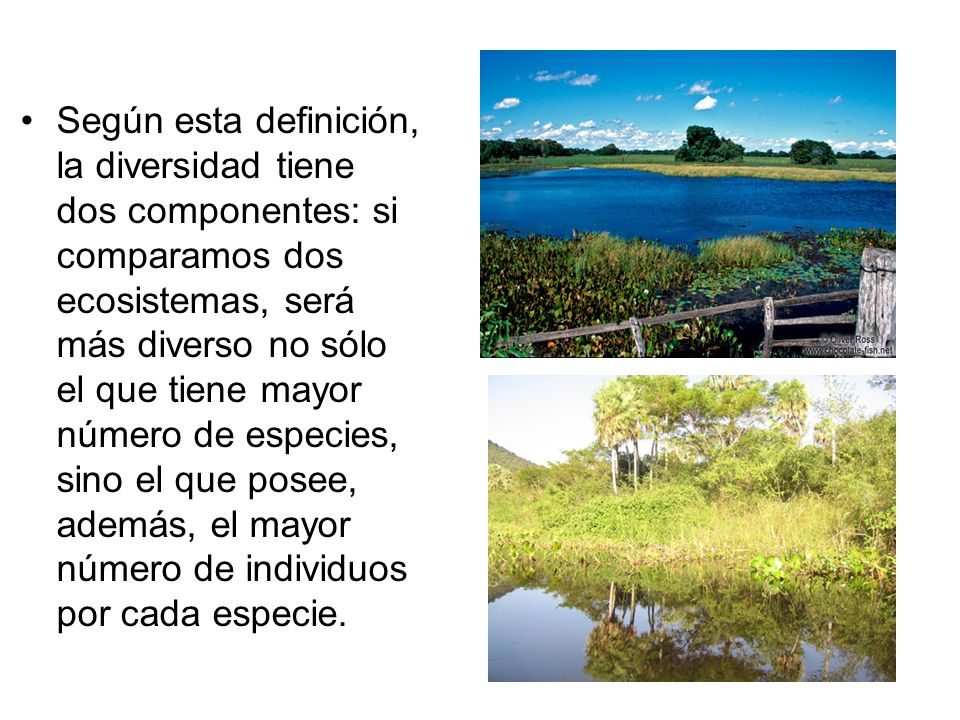 Según esta definición, la diversidad tiene dos componentes: si comparamos dos ecosistemas, será más diverso no sólo el que tiene mayor número de especies, sino el que posee, además, el mayor número de individuos por cada especie.