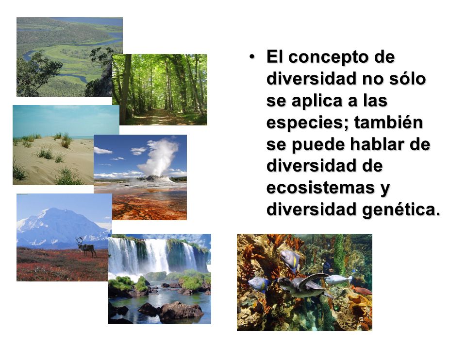 El concepto de diversidad no sólo se aplica a las especies; también se puede hablar de diversidad de ecosistemas y diversidad genética.