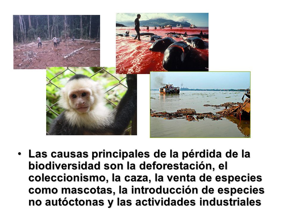 Las causas principales de la pérdida de la biodiversidad son la deforestación, el coleccionismo, la caza, la venta de especies como mascotas, la introducción de especies no autóctonas y las actividades industriales
