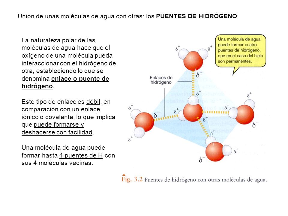 Unión de unas moléculas de agua con otras: los PUENTES DE HIDRÓGENO