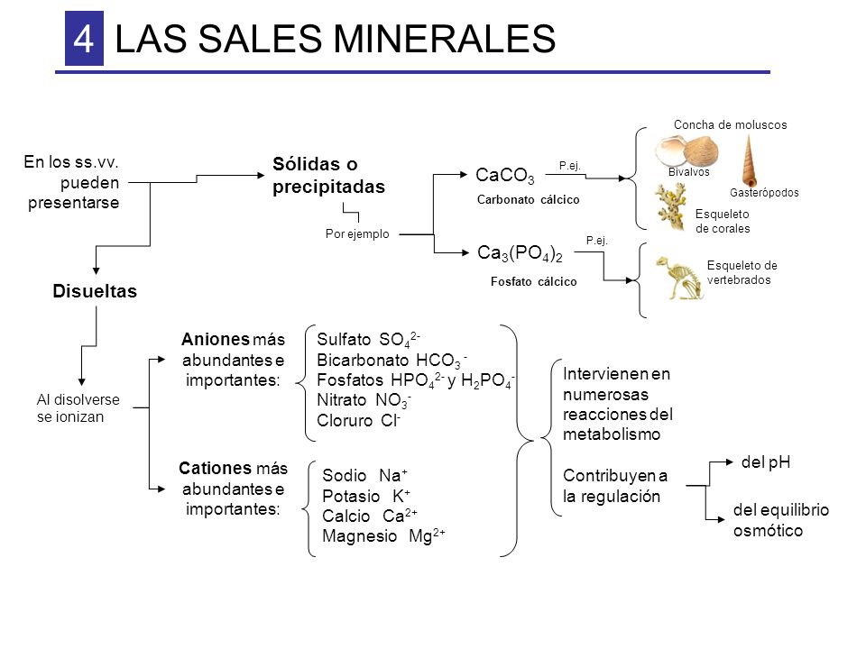 4 LAS SALES MINERALES Sólidas o precipitadas CaCO3 Ca3(PO4)2 Disueltas