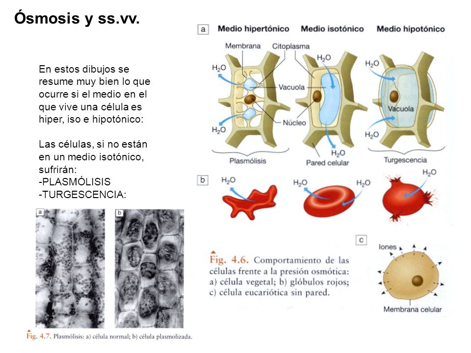 Ósmosis y ss.vv. En estos dibujos se resume muy bien lo que ocurre si el medio en el que vive una célula es hiper, iso e hipotónico: