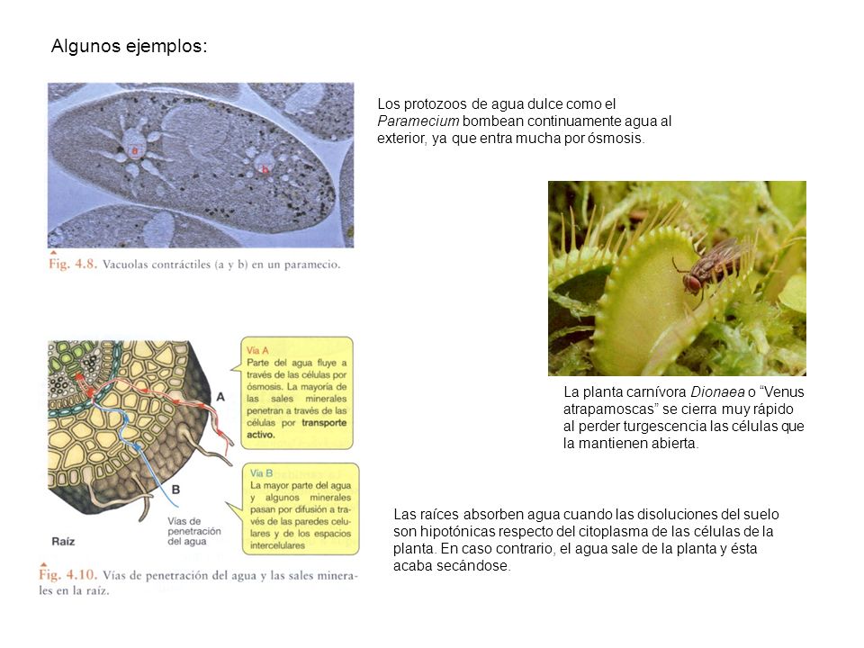Algunos ejemplos: Los protozoos de agua dulce como el Paramecium bombean continuamente agua al exterior, ya que entra mucha por ósmosis.