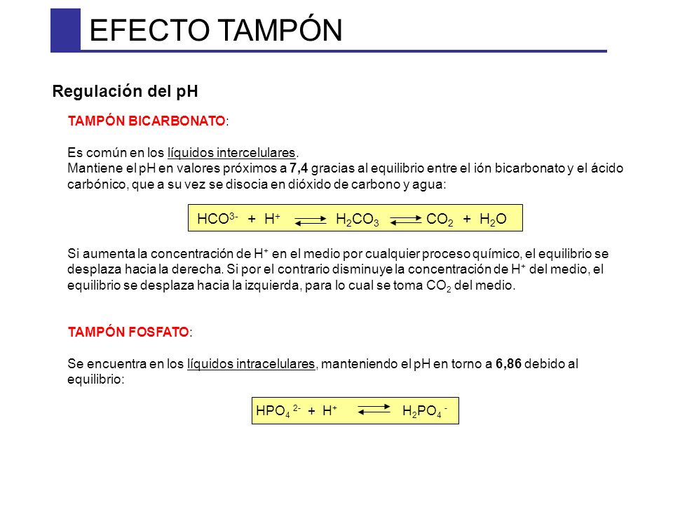 EFECTO TAMPÓN Regulación del pH HCO3- + H+ H2CO3 CO2 + H2O