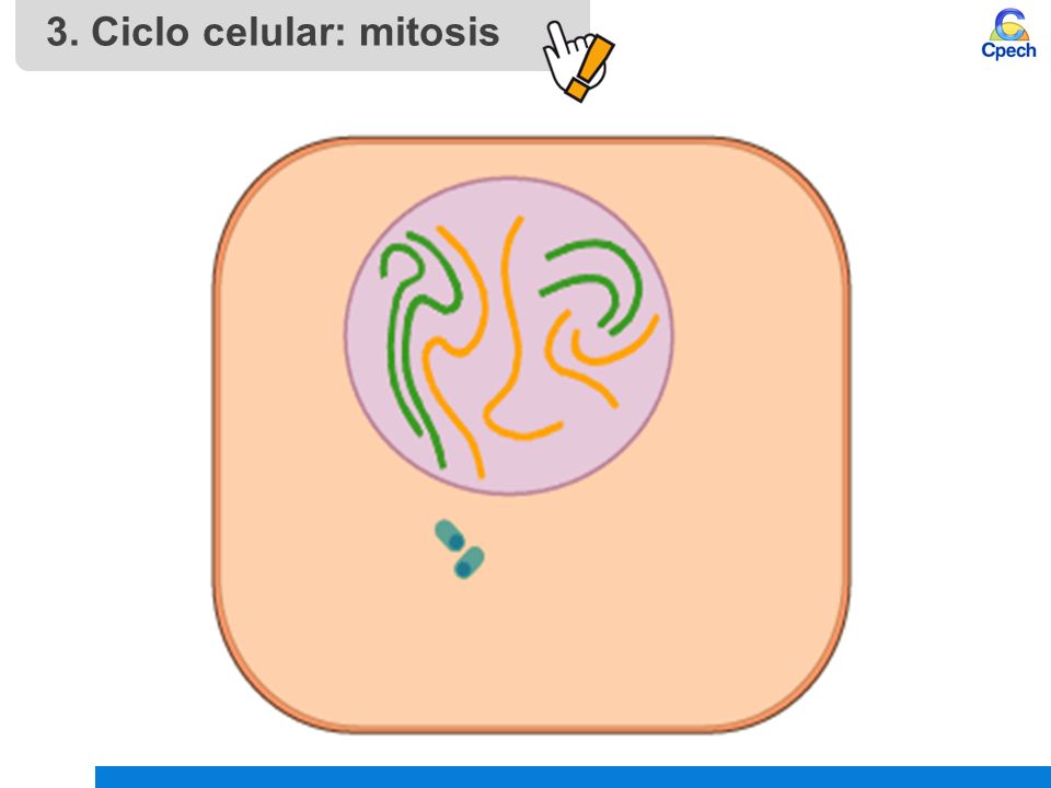 3. Ciclo celular: mitosis