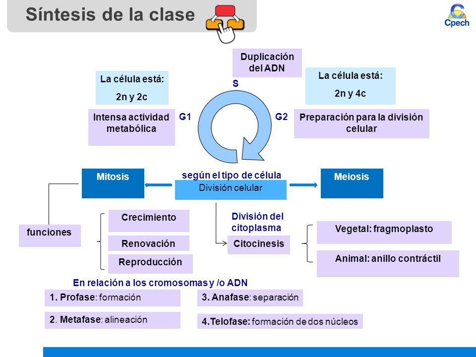 Síntesis de la clase Duplicación del ADN La célula está: 2n y 4c