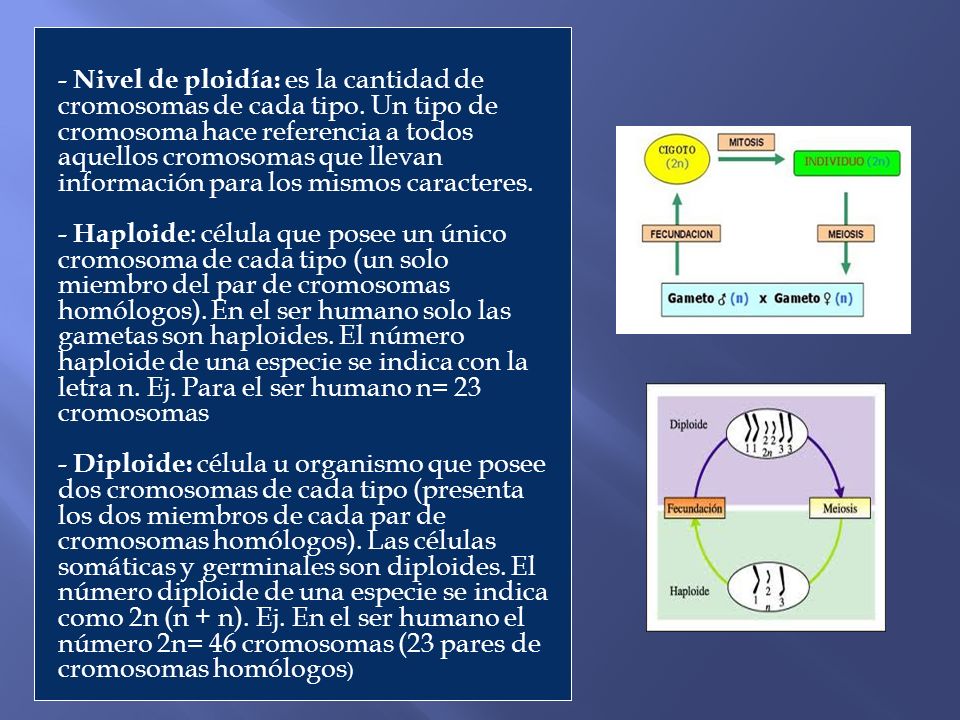- Nivel de ploidía: es la cantidad de cromosomas de cada tipo