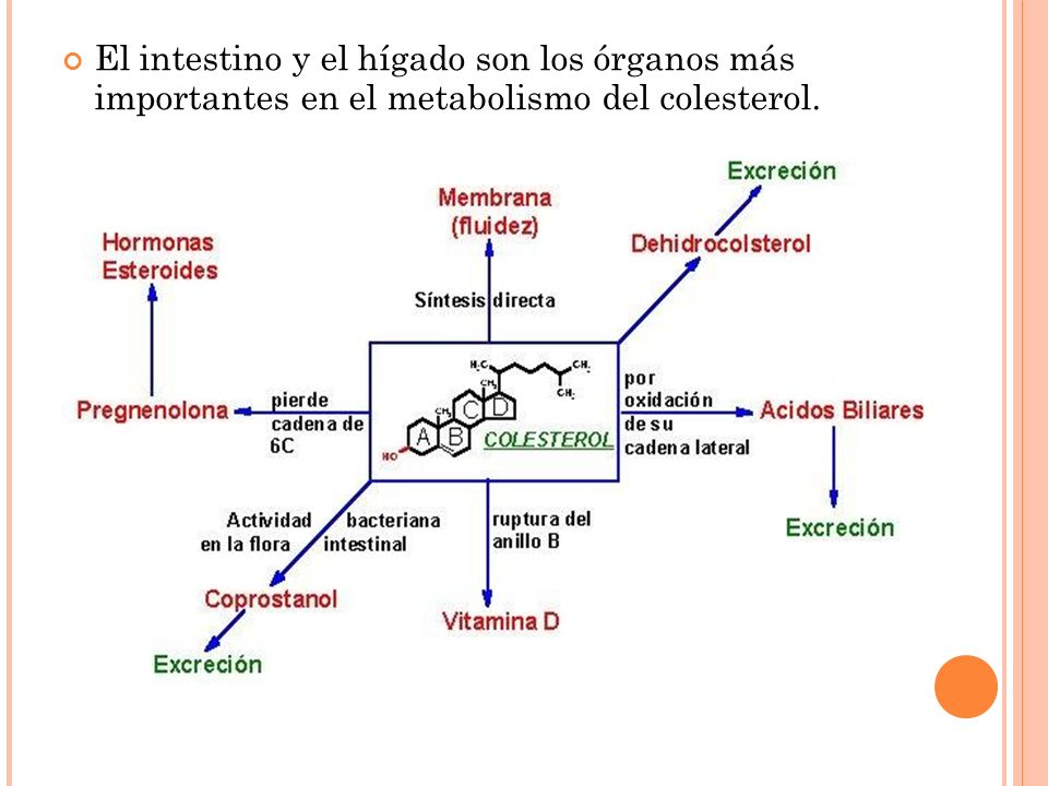 importantes en el metabolismo del colesterol.