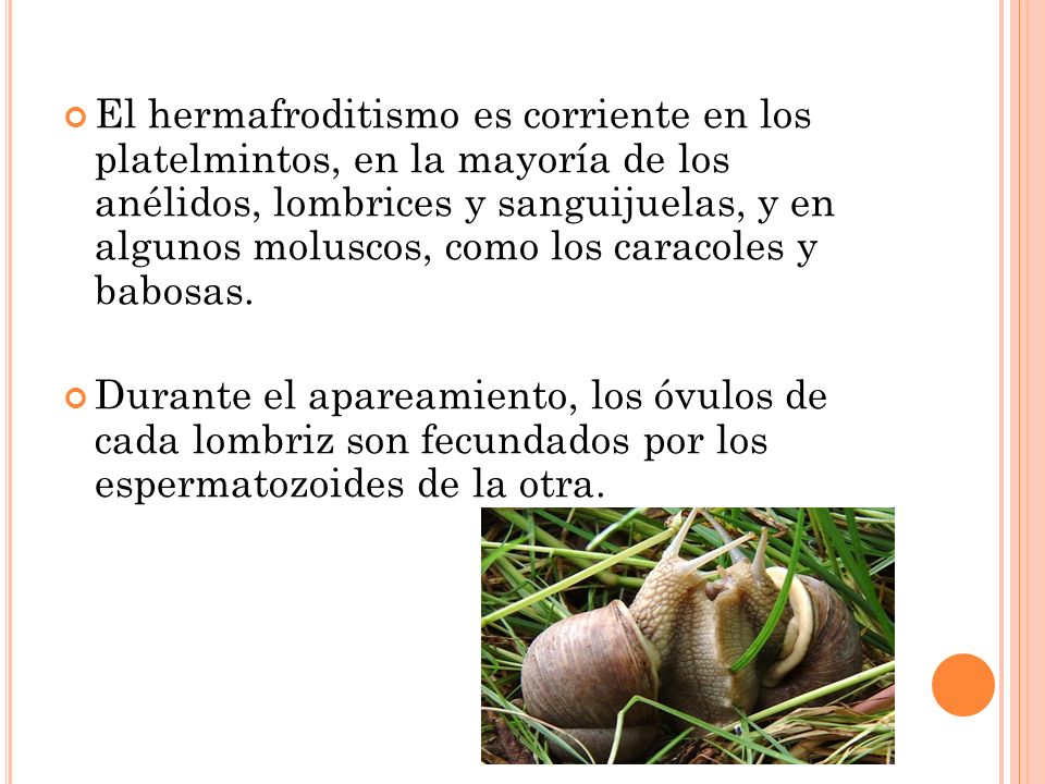 El hermafroditismo es corriente en los platelmintos, en la mayoría de los anélidos, lombrices y sanguijuelas, y en algunos moluscos, como los caracoles y babosas.