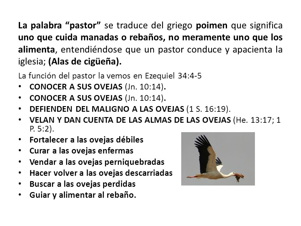 La palabra pastor se traduce del griego poimen que significa uno que cuida manadas o rebaños, no meramente uno que los alimenta, entendiéndose que un pastor conduce y apacienta la iglesia; (Alas de cigüeña).