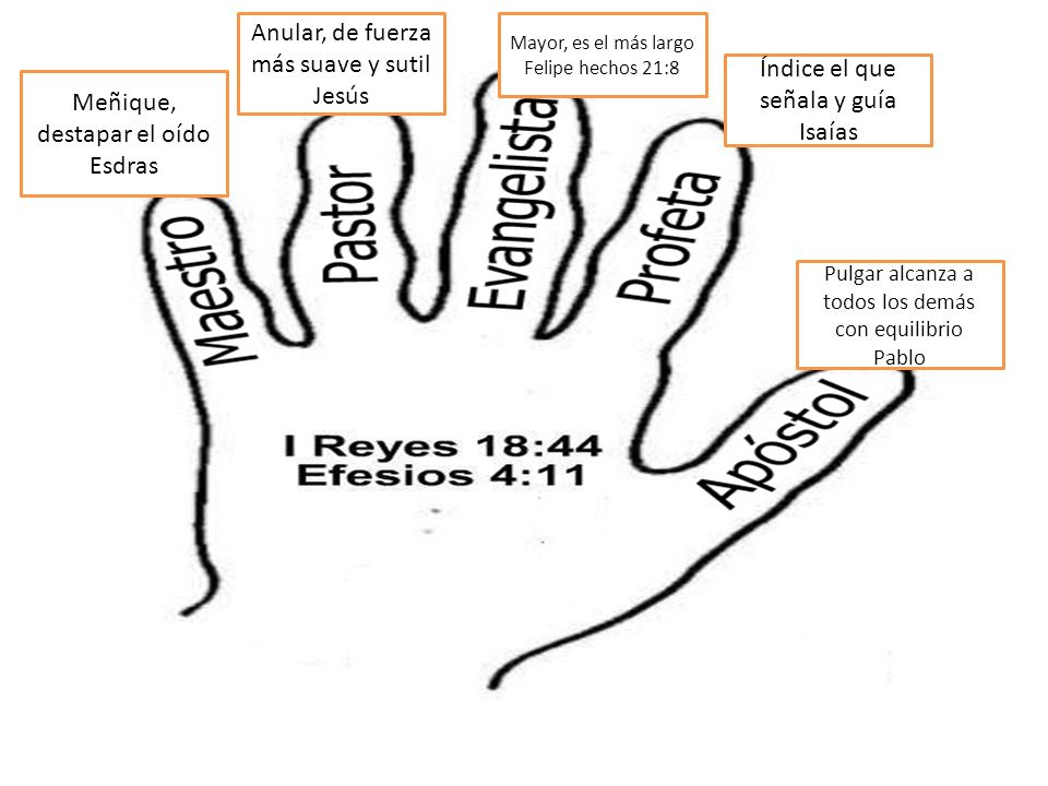 Anular, de fuerza más suave y sutil Jesús Índice el que señala y guía