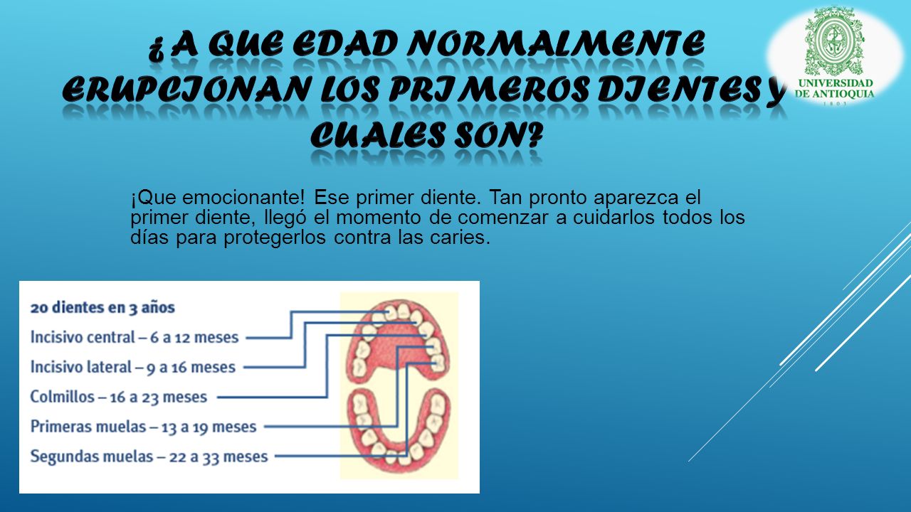 ¿ A QUE EDAD NORMALMENTE ERUPCIONAN LOS PRIMEROS DIENTES y CUALES SON