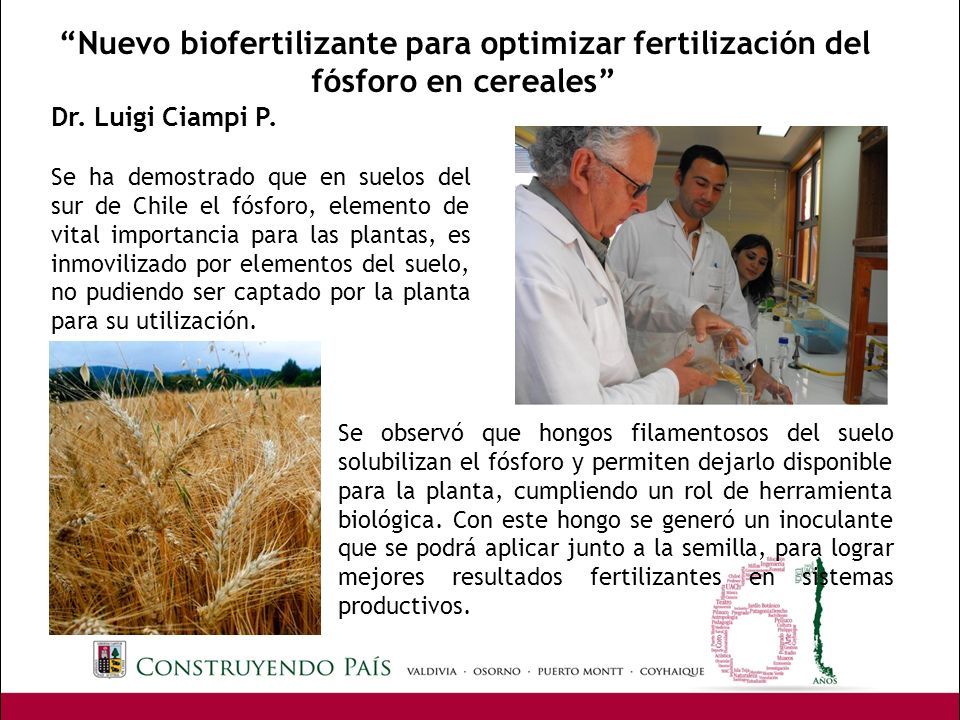 Nuevo biofertilizante para optimizar fertilización del fósforo en cereales