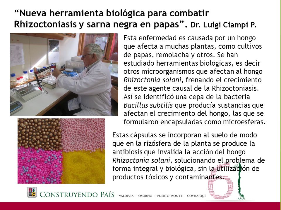 Nueva herramienta biológica para combatir Rhizoctoniasis y sarna negra en papas . Dr. Luigi Ciampi P.