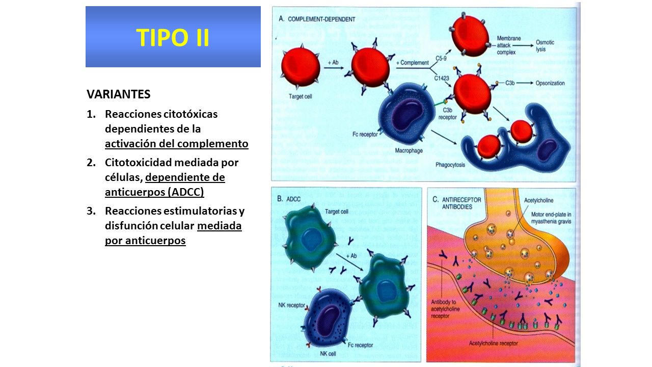 TIPO II VARIANTES. Reacciones citotóxicas dependientes de la activación del complemento.