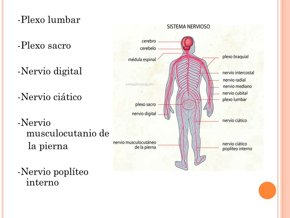 -Plexo lumbar -Plexo sacro -Nervio digital -Nervio ciático -Nervio musculocutanio de la pierna -Nervio poplíteo interno