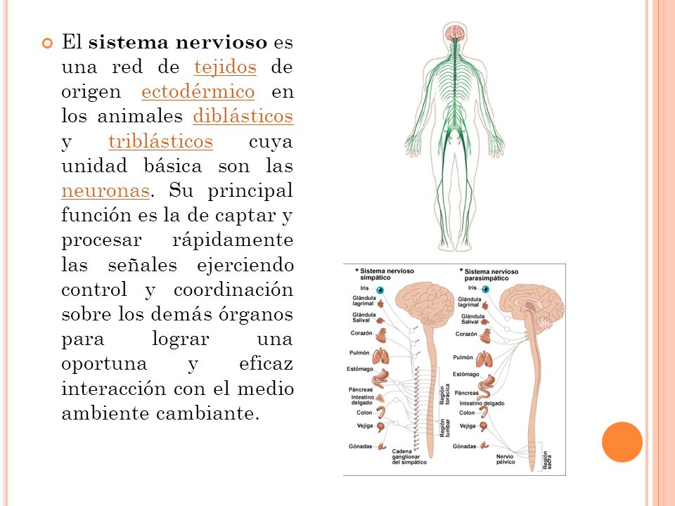 El sistema nervioso es una red de tejidos de origen ectodérmico en los animales diblásticos y triblásticos cuya unidad básica son las neuronas.