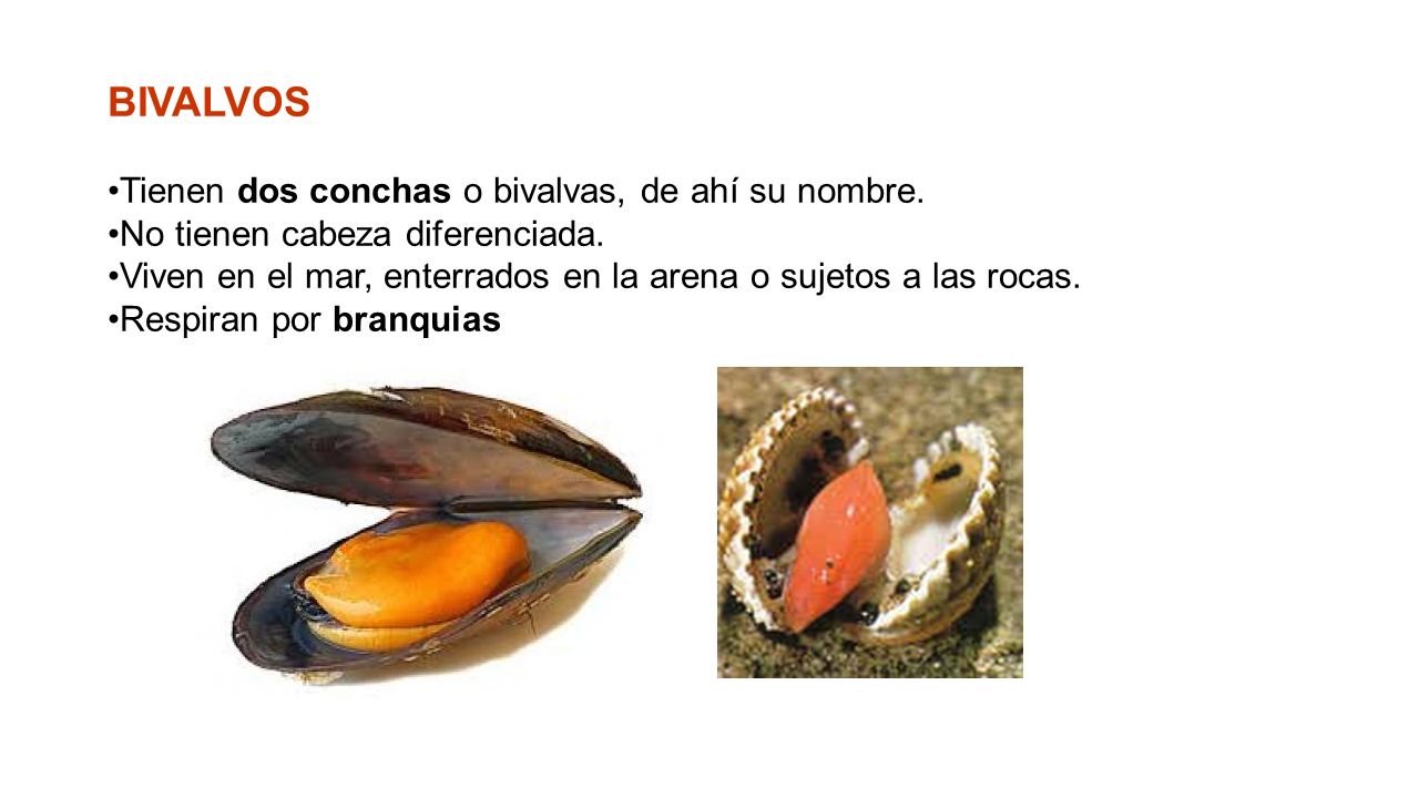 BIVALVOS Tienen dos conchas o bivalvas, de ahí su nombre.