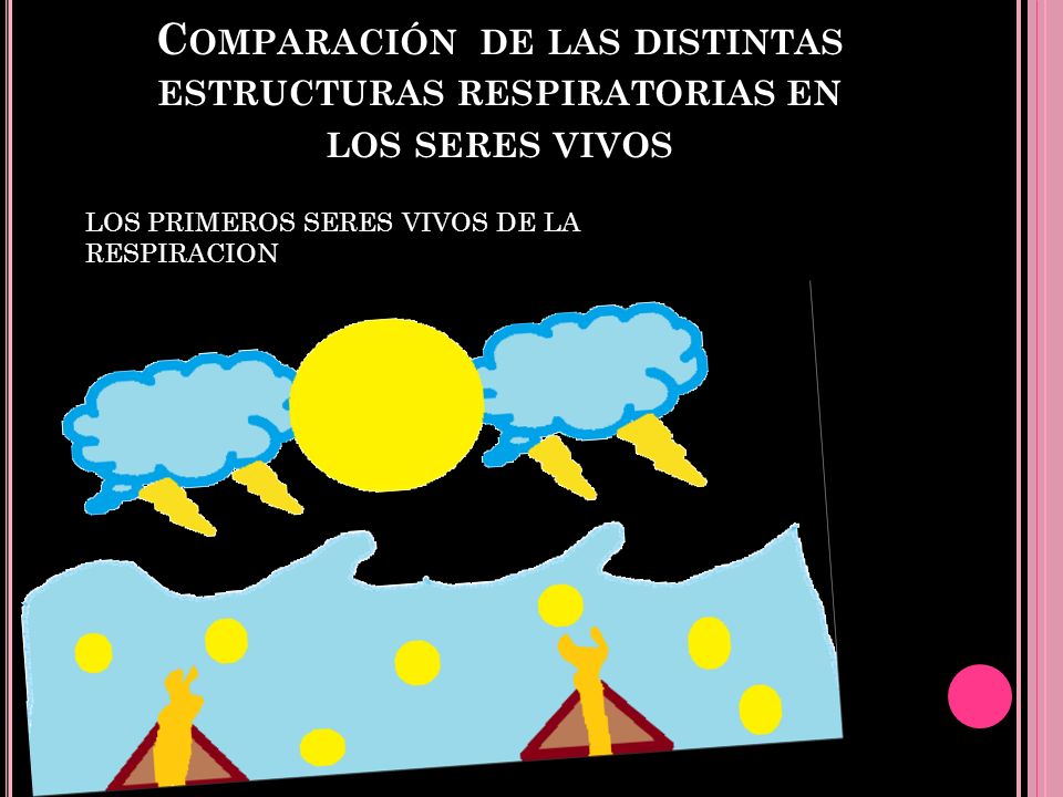 Comparación de las distintas estructuras respiratorias en los seres vivos