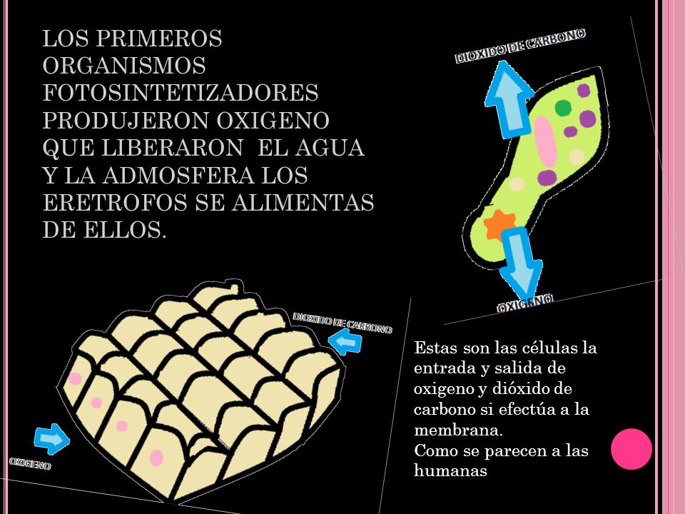 LOS PRIMEROS ORGANISMOS FOTOSINTETIZADORES PRODUJERON OXIGENO QUE LIBERARON EL AGUA Y LA ADMOSFERA LOS ERETROFOS SE ALIMENTAS DE ELLOS.