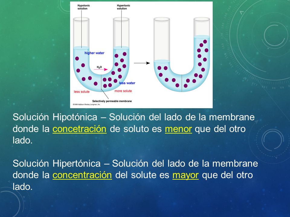Solución Hipotónica – Solución del lado de la membrane donde la concetración de soluto es menor que del otro lado.