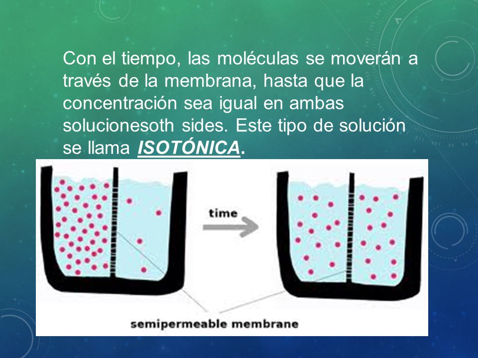 Con el tiempo, las moléculas se moverán a través de la membrana, hasta que la concentración sea igual en ambas solucionesoth sides.