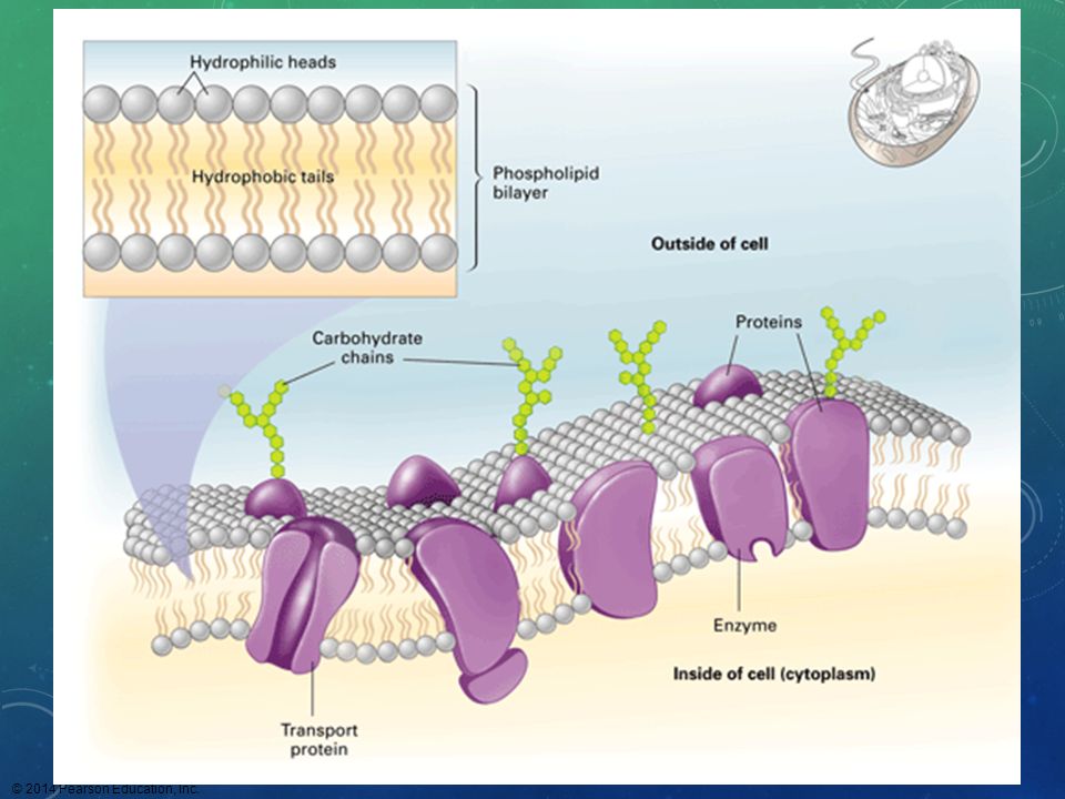 Figure 5.1 How do cell membrane proteins help regulate chemical traffic
