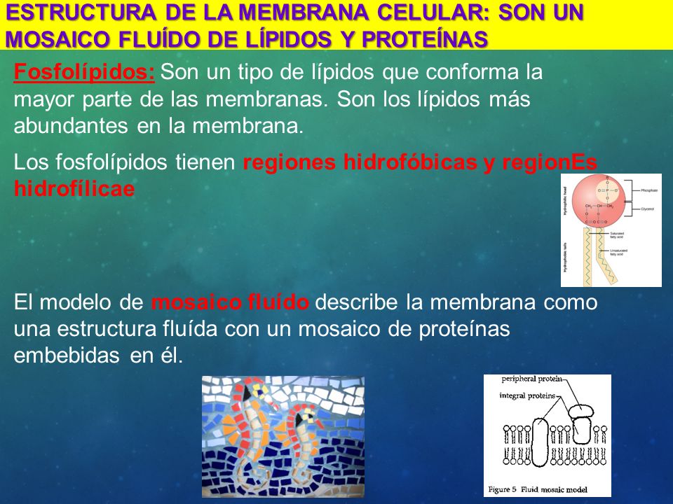 Estructura de la membrana celular: son un mosaico fluído de lípidos y proteínas