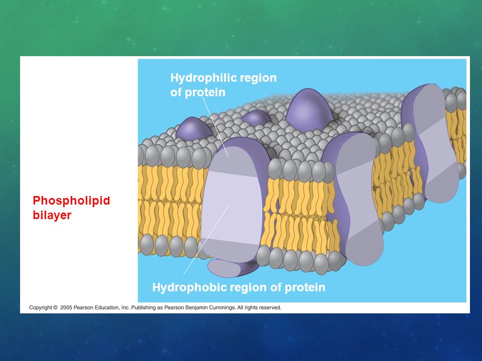 Hydrophilic region of protein Phospholipid bilayer Hydrophobic region of protein