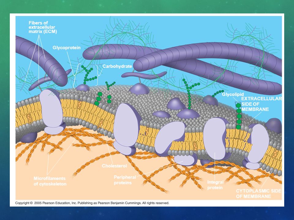 Fibers of extracellular. matrix (ECM) Glycoprotein. Carbohydrate. Glycolipid. EXTRACELLULAR. SIDE OF.