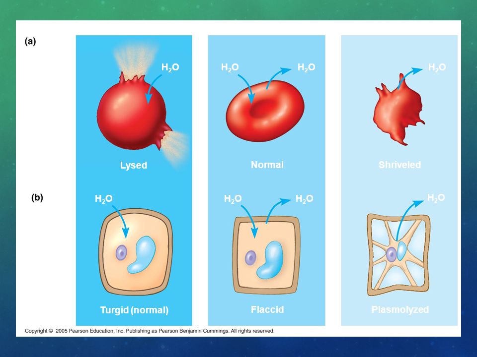 Hypotonic solution Isotonic solution. Hypertonic solution. Animal. cell. H2O. H2O. H2O. H2O.