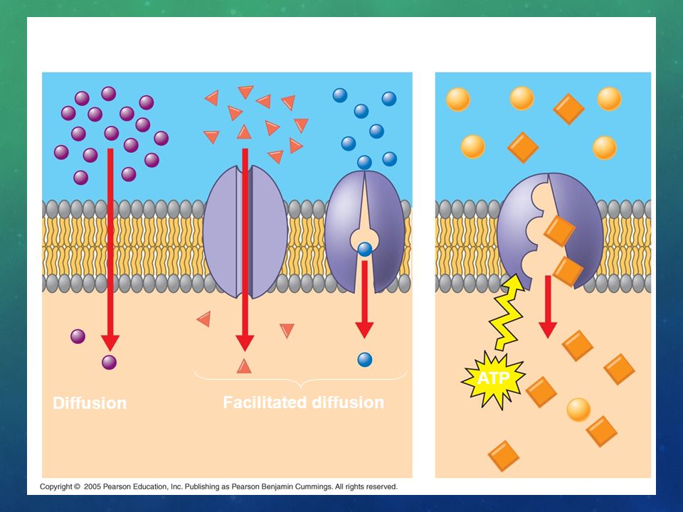 Passive transport Active transport ATP Diffusion Facilitated diffusion