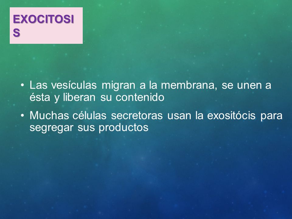 Exocitosis Las vesículas migran a la membrana, se unen a ésta y liberan su contenido.