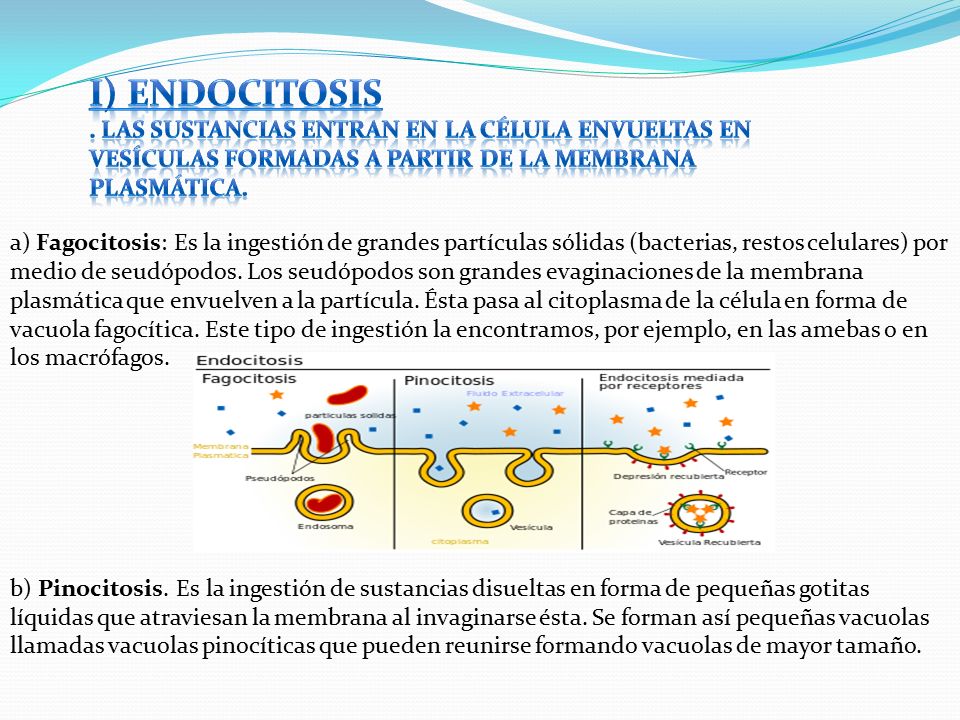 I) ENDOCITOSIS . Las sustancias entran en la célula envueltas en vesículas formadas a partir de la membrana plasmática.