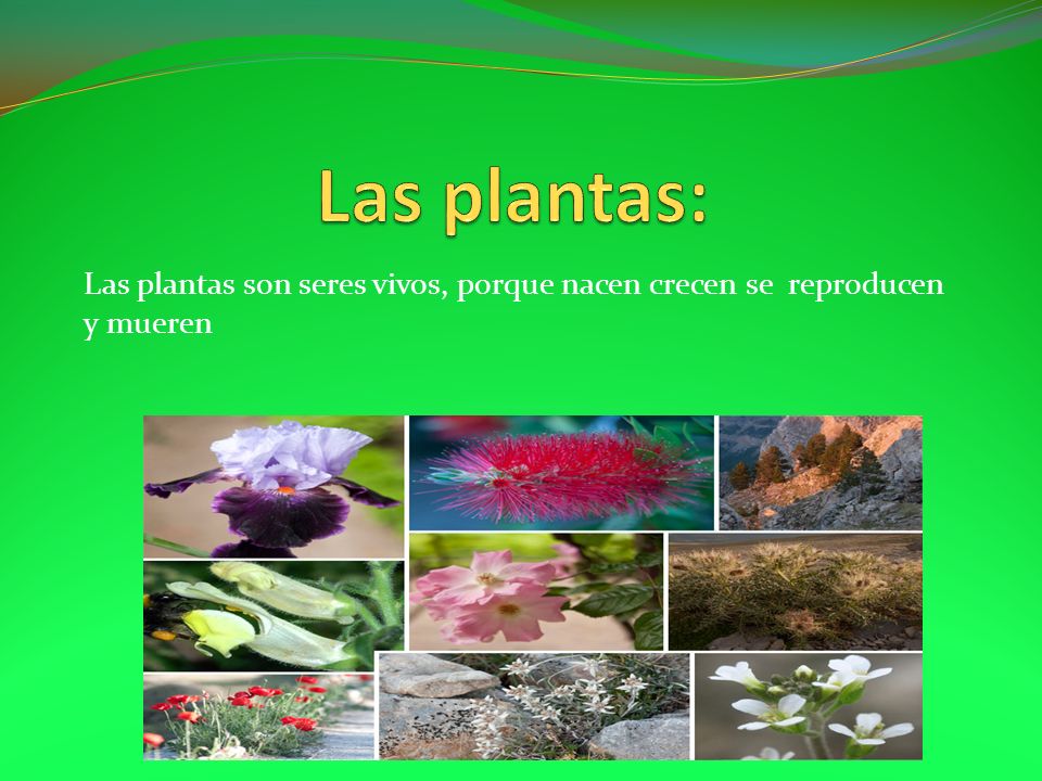Las plantas: Las plantas son seres vivos, porque nacen crecen se reproducen y mueren