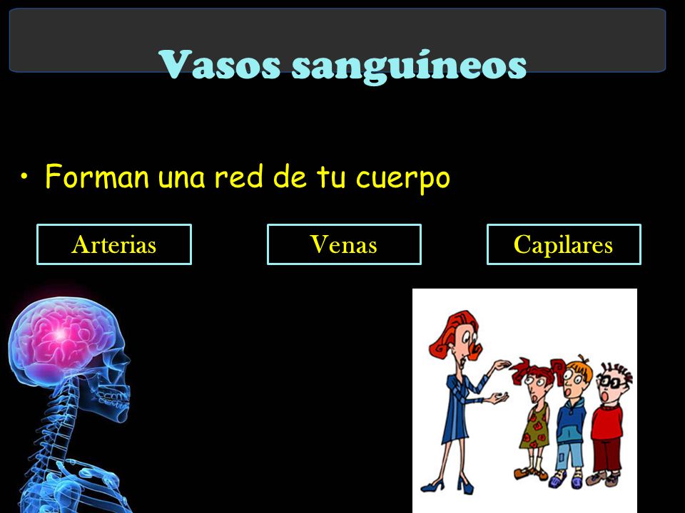 Vasos sanguíneos Forman una red de tu cuerpo Arterias Venas Capilares
